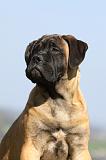 BULLMASTIFF 492